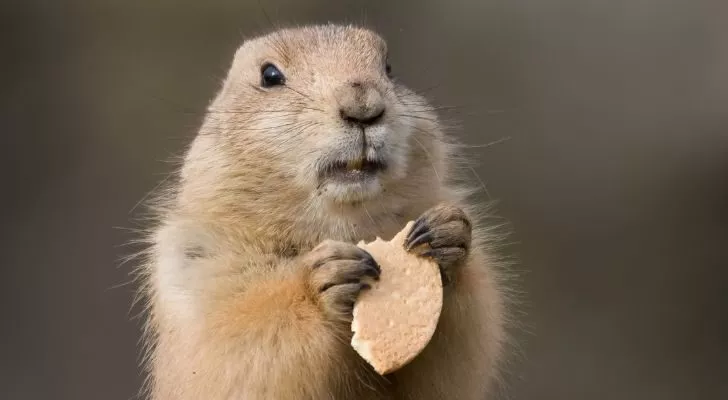 A groundhog eating a biscuit