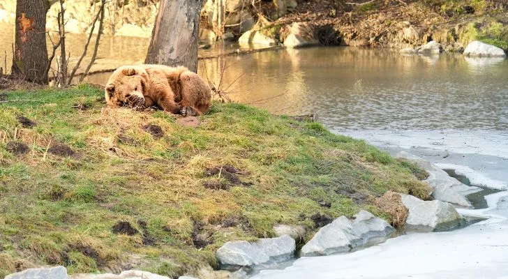 A bear resting next to a river