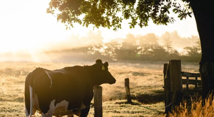 A cow grazing in a field by a tree during sunrise