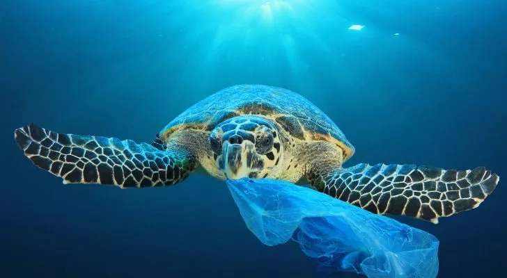 A sea turtle swimming while eating a plastic bag