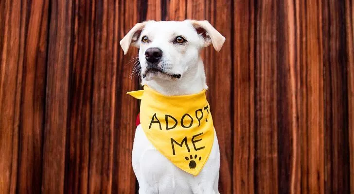 A white dog with a yellow scarf that reads "Adopt Me"