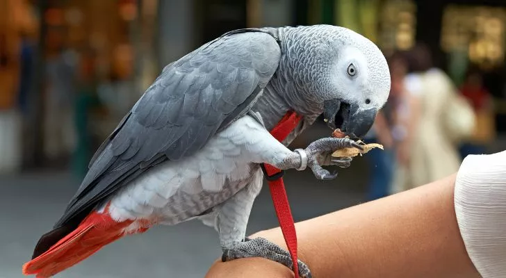A parrot balancing on someone's arm while being fed