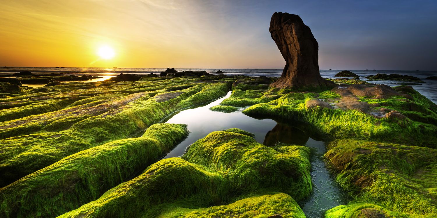 The Amazing World Of Algae Biotic Or Abiotic - yxoaani