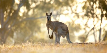 FUN FACTS ABOUT AUSTRALIAN ANIMALS visual data 6