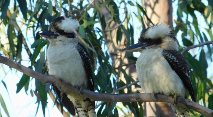 Two kookaburras perched in the branches of a tree