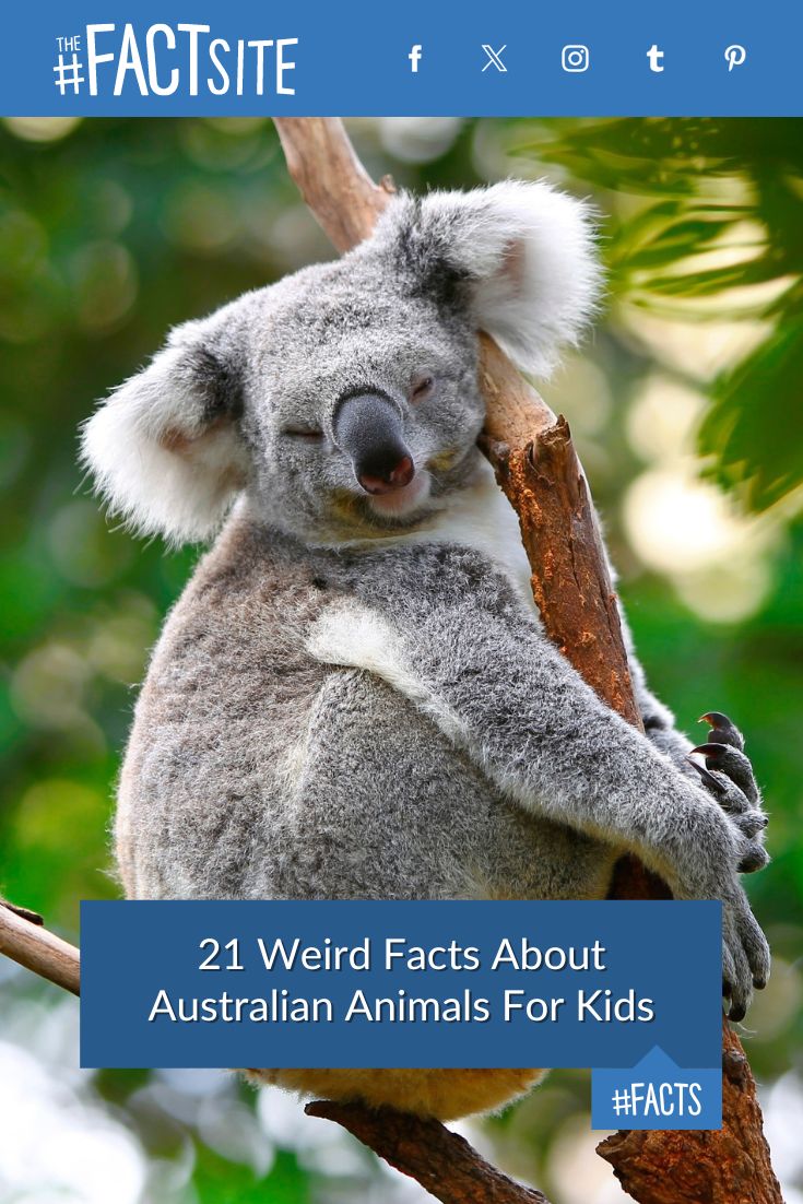 FUN FACTS ABOUT AUSTRALIAN ANIMALS FOR KIDS visual data 6