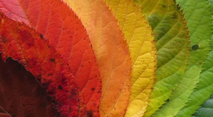 A collection of leaves ranging in color from dark red to green