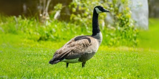 15 Fascinating Facts About Geese You Should Know