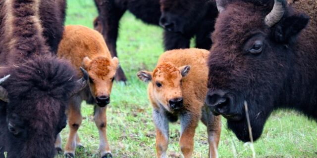 OTD in 2018: After introducing a preservation project