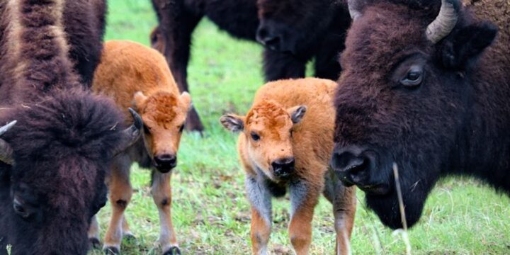 OTD in 2018: After introducing a preservation project