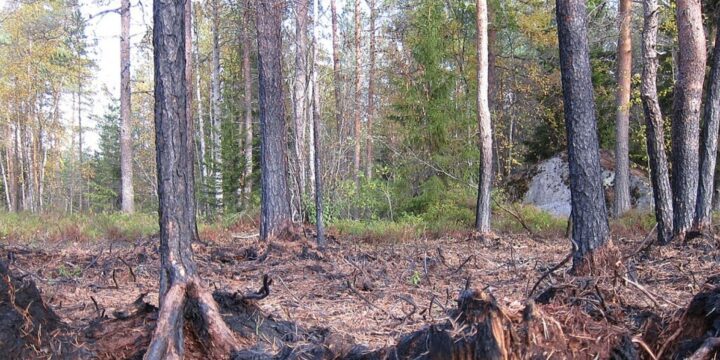 OTD in 2018: Forest fires spread across large areas of Sweden.