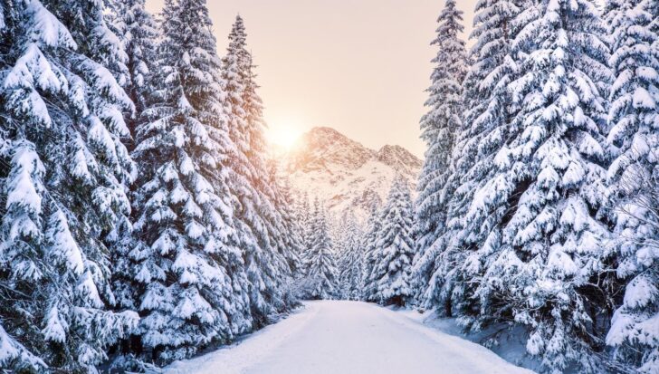 Snow-covered trees lining a path with mountains in the background and a low sun illuminating the scene