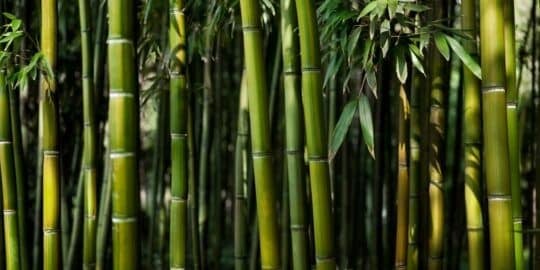 25 Bendy Facts About Bamboo That You Might Not Know