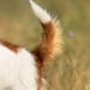 Close-up of a dog's tail in mid-wag with grassy background