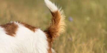 Close-up of a dog's tail in mid-wag with grassy background