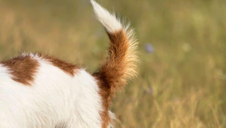 Close-up of a dog's tail in mid-wag with grassy background