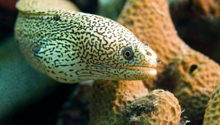 A close-up of an eel with speckled patterns on its skin among coral-like formations