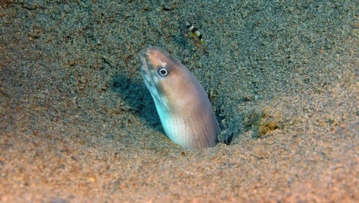 A conger eel partially buried in sand, its head poking out and eyes visible