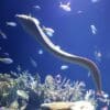 An eel swimming among various fish and coral.