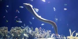 An eel swimming among various fish and coral.