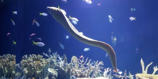 An eel swimming among various fish and coral.