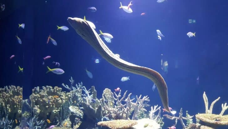 An eel swimming among various fish and coral.