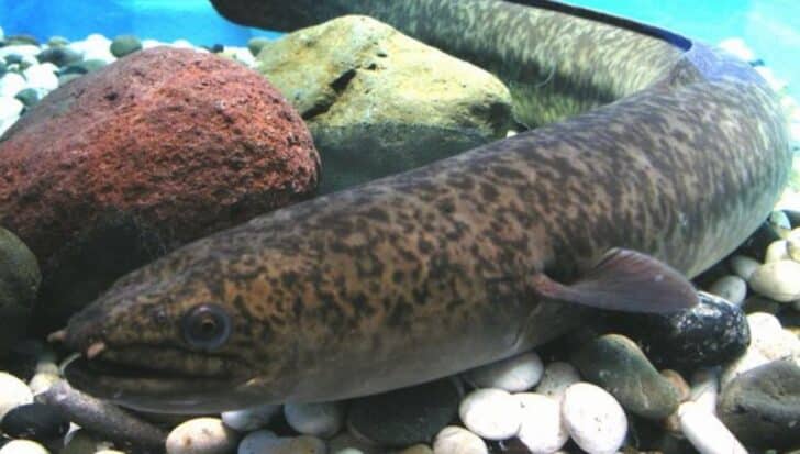 An eel with a speckled pattern swims near rocks, illustrating cannibalistic behavior in some species