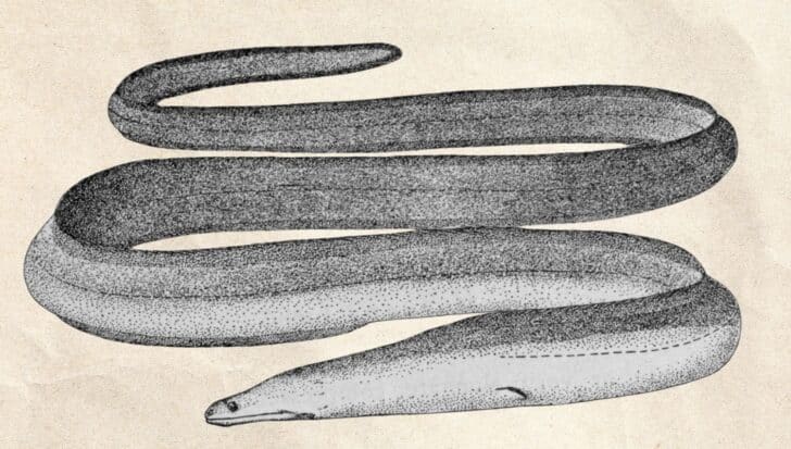 Illustration of a slender giant moray eel measuring 12.9 feet, showcasing its long, elongated body