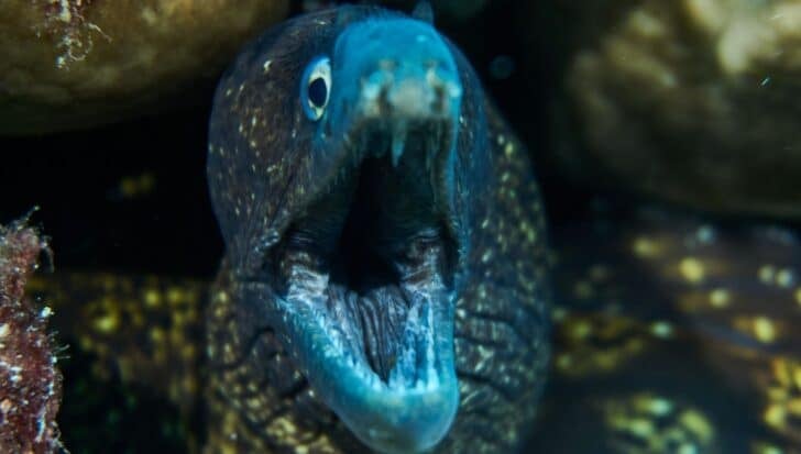 Close-up of a moray eel with its mouth open, displaying its two sets of jaws