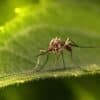 Close-up of a mosquito standing on a green leaf