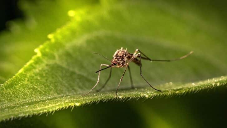 Close-up of a mosquito standing on a green leaf