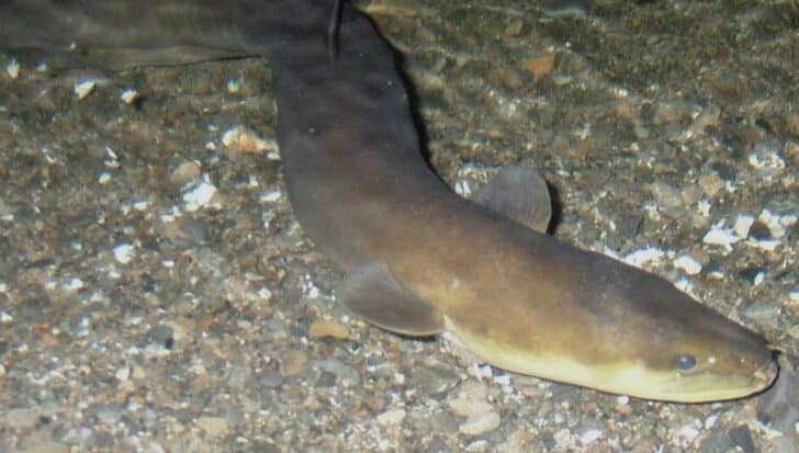Young longfin eel resting on a rocky riverbed, highlighting its ability to climb waterfalls