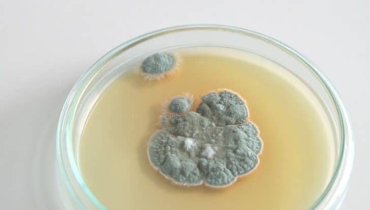 Petri dish with mold indicating the process of discovering penicillin