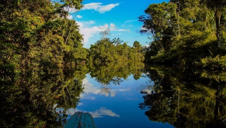 Lush tropical forest with dense greenery and a calm river reflecting the trees and blue sky