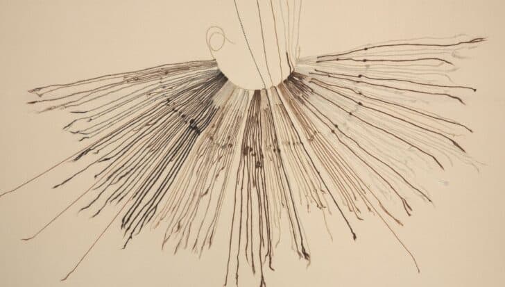 Knotted cords used by ancient Andeans for record keeping, known as quipu, with cords extending outward in various lengths