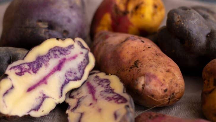 Variety of colorful potatoes with different skin and flesh textures, highlighting Peru's diverse potato varieties