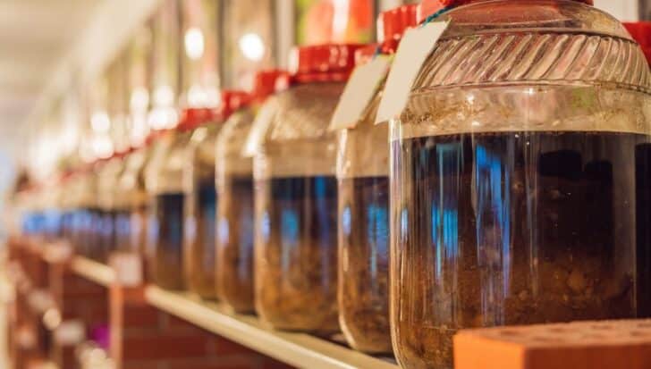 Large glass jars with red lids filled with fermenting liquids on shelves