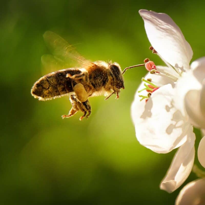 A bee collecting pollen from a white flower