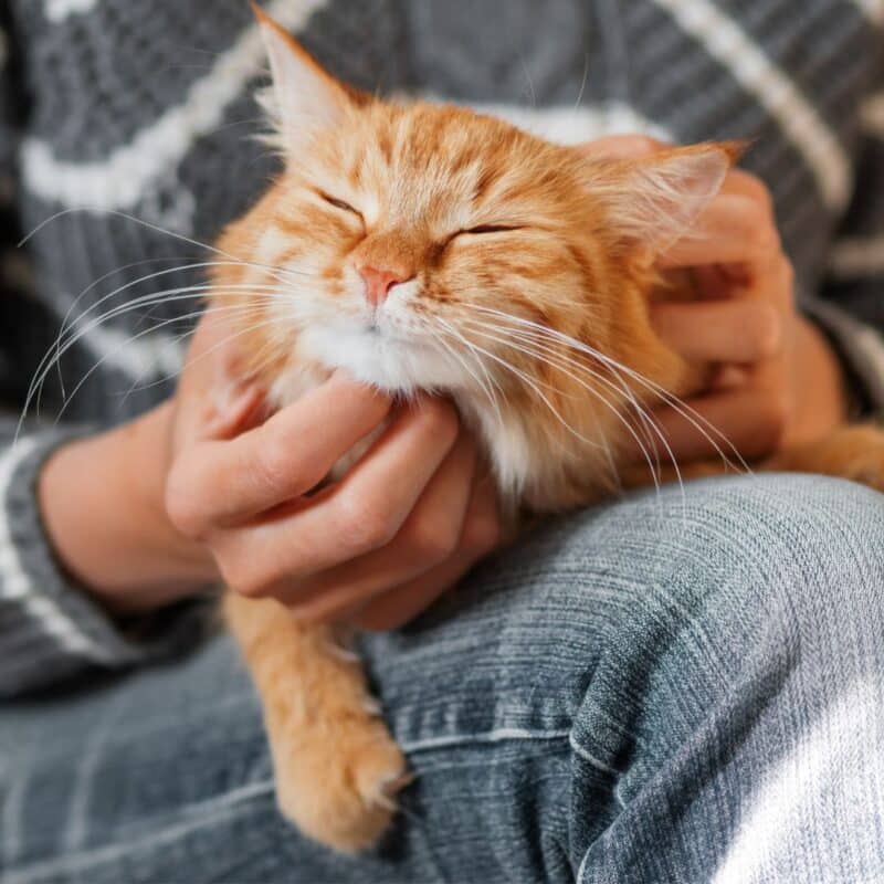 Person petting an orange cat on their lap, cat appears relaxed and content