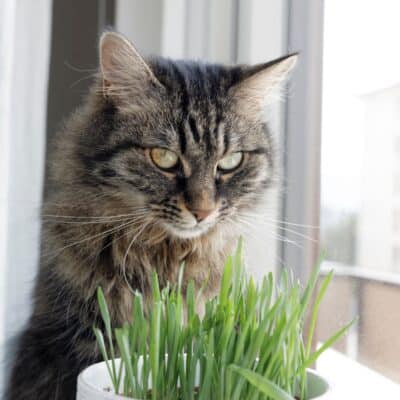 Fluffy tabby cat staring with disinterest at a pot of catnip on a window sill