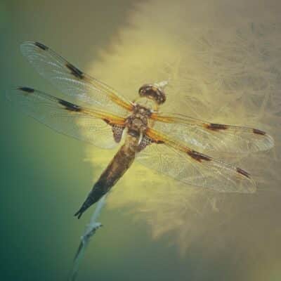 Dragonfly with translucent wings and intricate patterns, perched on a plant stem, set against a soft, blurry background of green and yellow hues