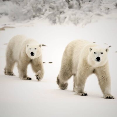 Two polar bears walking on snow