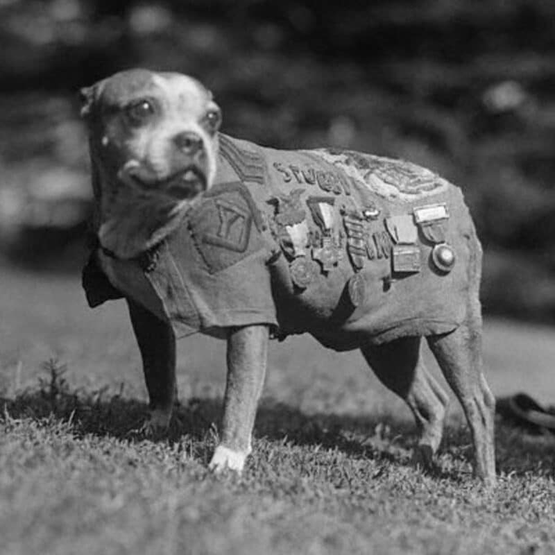A dog wearing a vest adorned with military badges and patches, standing on grass