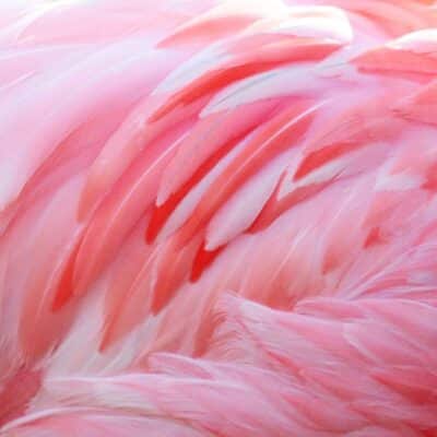 Close-up of bright pink flamingo feathers