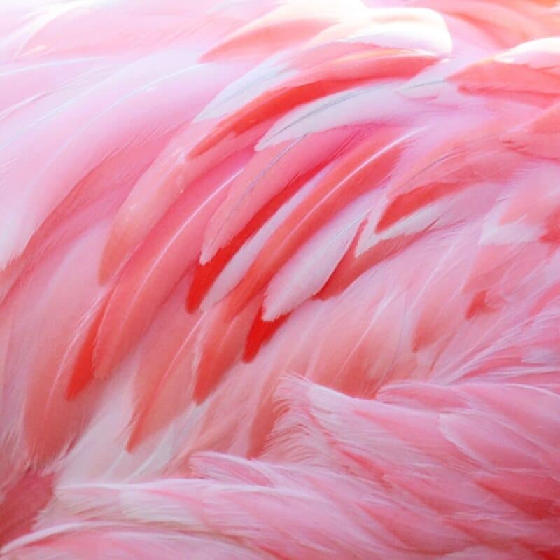 Close-up of bright pink flamingo feathers