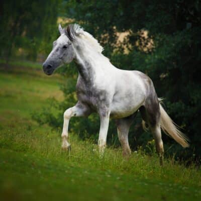 A grey horse standing on a grassy hill with trees in the background