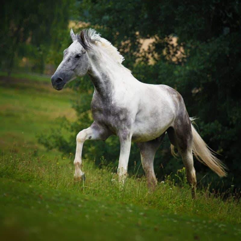 A grey horse standing on a grassy hill with trees in the background