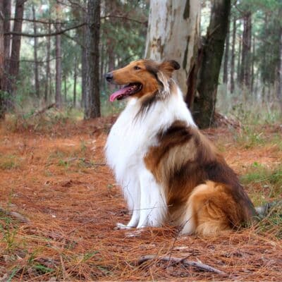 Collie dog sitting in a pine forest with mouth open and tongue out, featuring a long, flowing coat of fur, a mix of white and brown.
