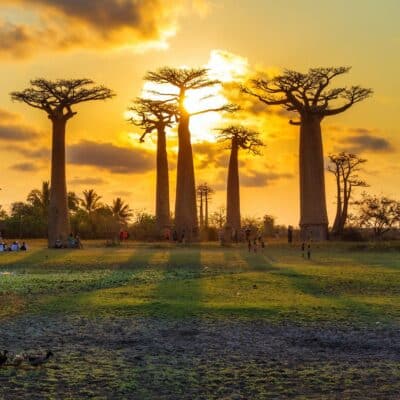 Baobab trees with people beneath them at sunset in Madagascar