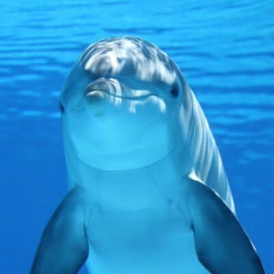 A dolphin swimming just below the water surface